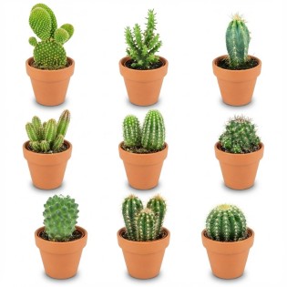 Mini Cactus Mix - 9 Pieces - Ø 8,1 Cm - Height: 5-10 Cm - Terracotta Pots