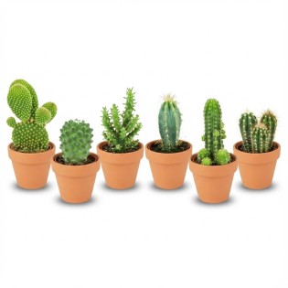 Mini Cactus Mix - 6 Pieces - Ø 8,1 Cm - Height: 5-10 Cm - Terracotta Pots