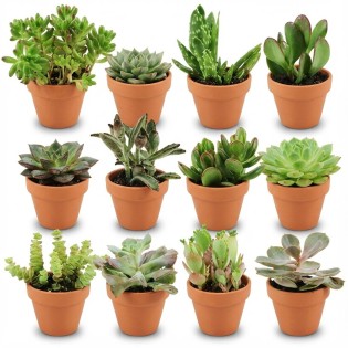 Mini Succulent Mix - 12 Pieces - Ø 8,1 Cm - Height: 5-10 Cm - Terracotta Pots