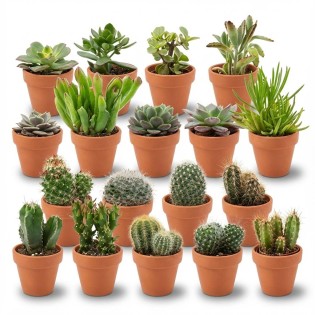 Mini Cactus & Succulent Mix - 18 Pieces - Ø 8,1 Cm - Height: 5-10 Cm - Terracotta Pots