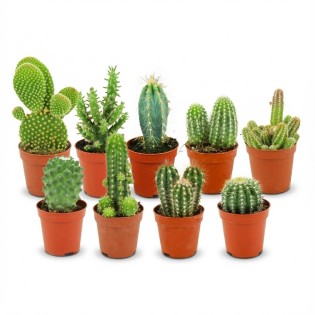Mini Cactus Set - 9 Pieces - Ø 5.5 Cm - Height: 5-10 Cm