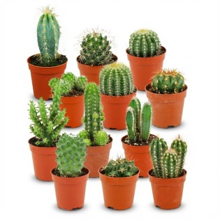 Mini Cactus Set - 12 Pieces - Ø 5.5 Cm - Height: 5-10 Cm