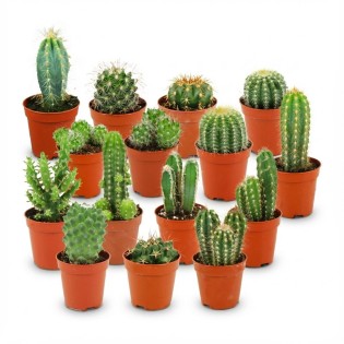 Mini Cactus Set - 15 Pieces - Ø 5.5 Cm - Height: 5-10 Cm
