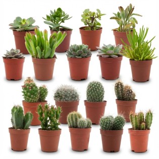 Mini Cactus & Succulent Mix - 18 Pieces - Ø 5,5 Cm - Height: 5-10 Cm