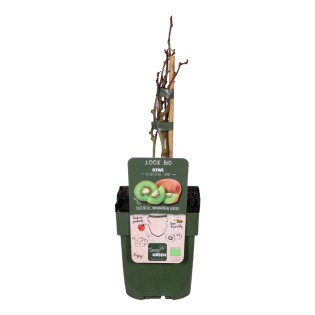 Actinidia Delciosioa 'Jenny' - Kiwi - Ø13Cm - ↕45Cm