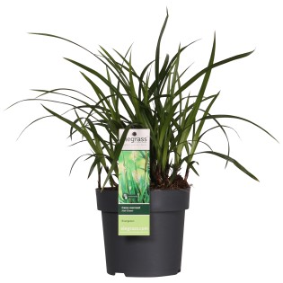 Carex Morrowii Irish Green - Ø19Cm - ↕40Cm