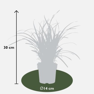 Carex Morrowii 'Ice Dance' - Ø14Cm - ↕30Cm