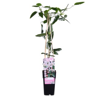 Clematis Armandii Apple Blossom - Evergreen Clematis Light Pink - Ø15Cm - ↕65Cm