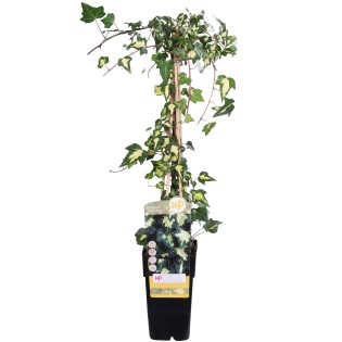 Hedera Helix 'Goldheart' - Ø15Cm - ↕65Cm