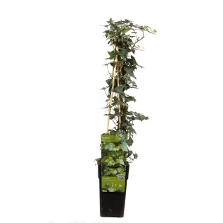 Hedera Helix - Ø15Cm - ↕65Cm