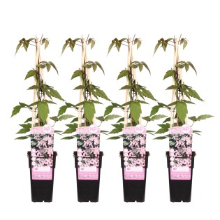 4X - Clematis Montana 'Fragrant Spring' - ↨65Cm - Ø15
