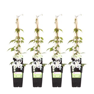 4X - Clematis Montana 'Grandiflora' - ↨65Cm - Ø15