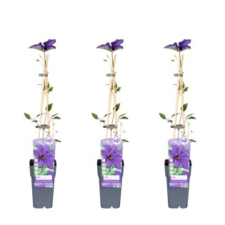 3X - Clematis The President - ↨65Cm - Ø15