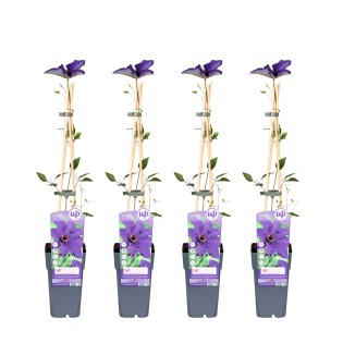 4X - Clematis The President - ↨65Cm - Ø15