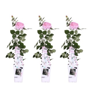 3X - Rosa Crazy In Love 'Pink' - ↨65Cm - Ø15