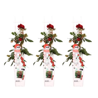3X - Rosa Crazy In Love 'Red' - ↨65Cm - Ø15