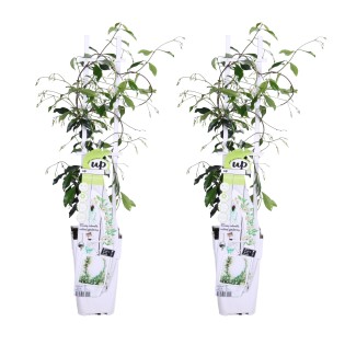 2X - Trachelospermum 'Star Of Venice' - ↨65Cm - Ø15
