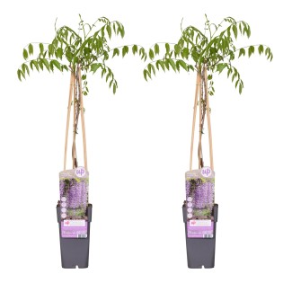 2X - Wisteria Floribunda 'Naga Noda' - ↨65Cm - Ø15