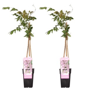 2X - Wisteria Floribunda 'Rosea' - ↨65Cm - Ø15