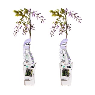 2X - Wisteria Sinensis 'Caroline' - ↨65Cm - Ø15