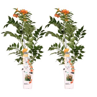 2X - Campsis 'Indian Summer' - ↨65Cm - Ø15