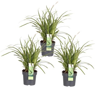 3X - Carex Morrowii 'Ice Dance' - ↨30Cm - Ø14