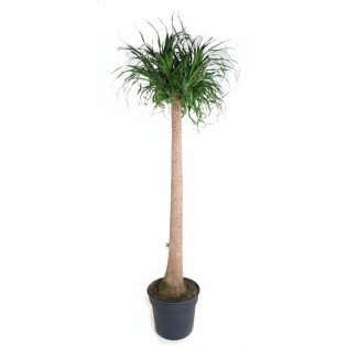Beaucarnea Xxl - 210Cm