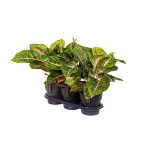 Aglaonema Spring Red - Ø19Cm - ↕60Cm