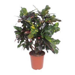 Codiaeum Magnificent (Croton Magnificent) - Ø27Cm - ↕110Cm