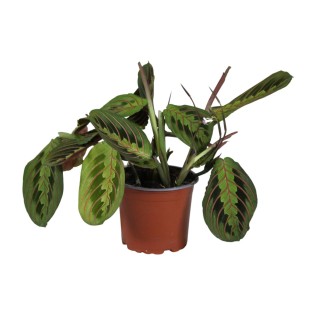 Promo - Maranta Leuconeura Fascinator - Ø12Cm - ↕30Cm