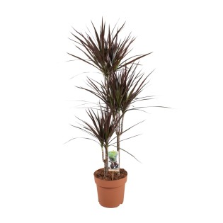 Dracaena Magenta - Ø21Cm - ↕120Cm