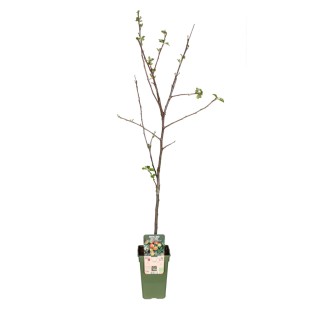 Malus Domestica Jonagold - Appel - Ø19Cm - ↕60Cm