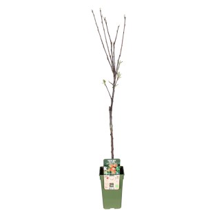 Malus Domestica Elstar - Appel - Ø19Cm - ↕60Cm