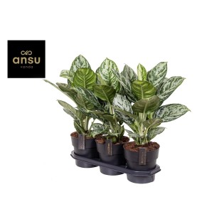 Aglaonema Jungle Silver - Ø19Cm - ↕60Cm
