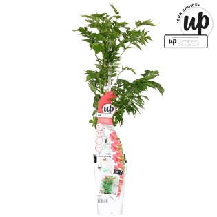 Campsis Pink Panther - Trumpet Flower Dark Pink