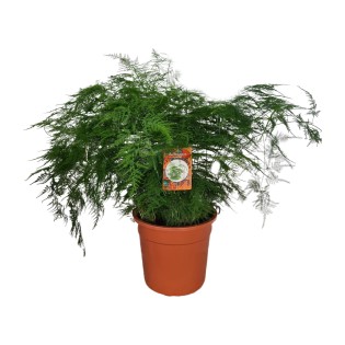 Asparagus Setaceus - Ø27Cm - ↕70Cm