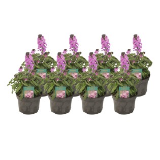 Erysimum Linifolium 'Bowles Mauve' - 8 Pieces - Ø13Cm - ↕30Cm