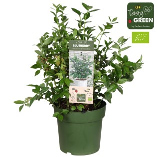 Vaccinium Cor. 'Bingo Blue' Bio - Blauwe Bes - Ø23Cm - ↕50Cm