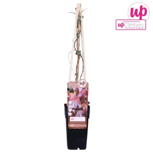 Parthenocissus Tricuspidata 'Veitch Boskoop' P15 - Ø15Cm - ↕65Cm