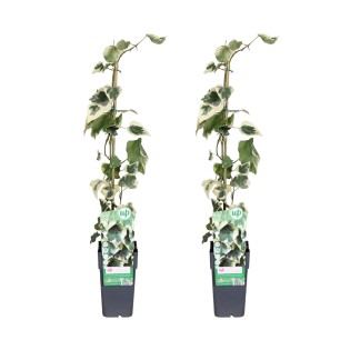 Hedera Colchica Dentata Variegata - 2 Pieces - Ø15Cm - ↕65Cm