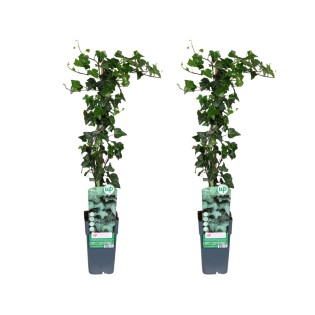 Hedera Helix - 2 Pieces - Ø15Cm - ↕65Cm