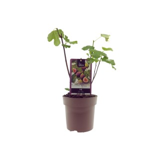 Ficus Bornholm (15017) - Ø15Cm - ↕40Cm