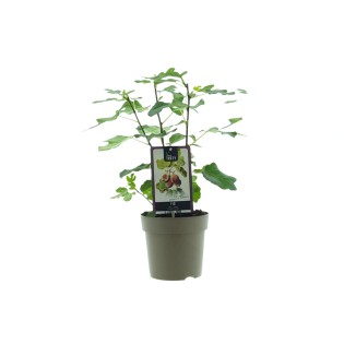 Ficus Precose De Dalmatie - Ø15Cm - ↕40Cm
