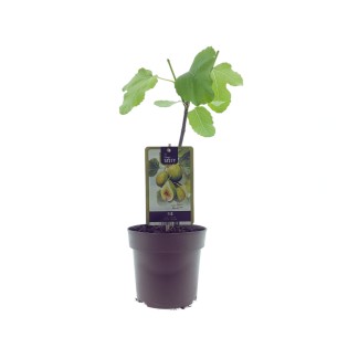 Ficus Panachee - Ø15Cm - ↕40Cm