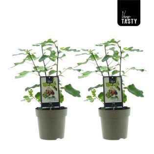 Ficus Precose De Dalmatie (15020) - 2 Pieces - Ø15Cm - ↕40Cm