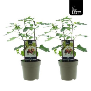 Ficus Brown Turkey (15018) - 2 Pieces - Ø15Cm - ↕40Cm