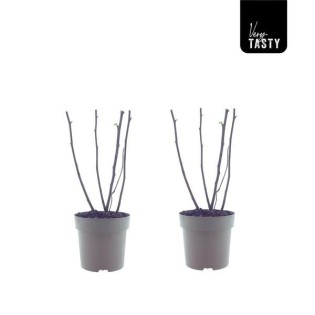 Ficus Bornholm (15017) - 2 Pieces - Ø15Cm - ↕40Cm