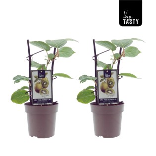 Actinidia Jenny (15007) - 2 Pieces - Ø15Cm - ↕40Cm