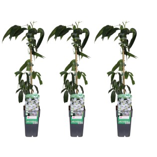 Clematis Armandii - 3 Pieces - Ø15Cm - ↕65Cm