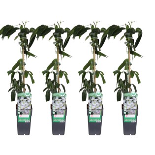 Clematis Armandii - 4 Pieces - Ø15Cm - ↕65Cm